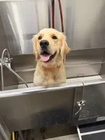 Eugene, a male Golden Retriever for sale in Mocksville, NC – 2 of 2