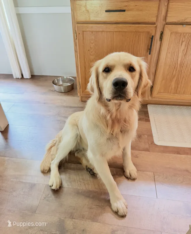 Eugene – Golden Retriever puppy for sale in Mocksville, NC