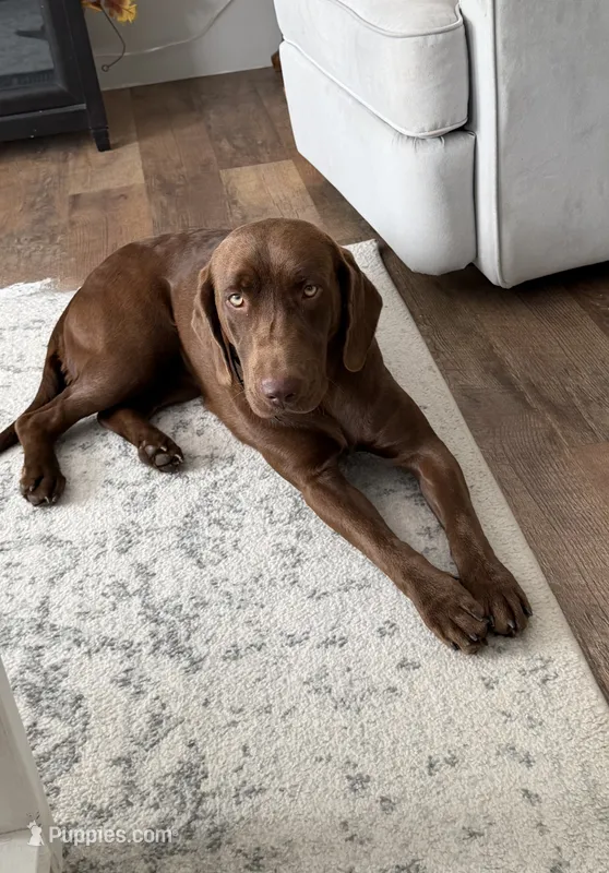 Rosie  – Labrador Retriever puppy for sale in Mocksville, NC