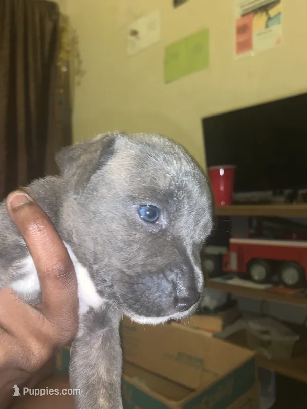 Blue – American Pit Bull Terrier puppy for sale in Cleveland, OH
