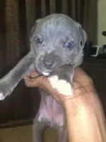 Blue, a male American Pit Bull Terrier for sale in Cleveland, OH – 3 of 3