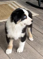 Boone, a male Australian Shepherd for sale in Morrowville, KS – 4 of 8