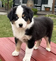 Boone, a male Australian Shepherd for sale in Morrowville, KS – 3 of 8