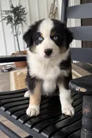 Boone, a male Australian Shepherd for sale in Morrowville, KS – 5 of 8