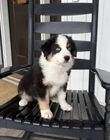 Boone, a male Australian Shepherd for sale in Morrowville, KS – 8 of 8
