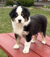 Boone, a male Australian Shepherd for sale in Morrowville, KS – 2 of 8