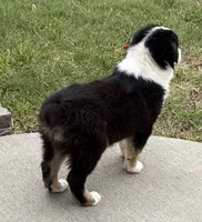 Boone, a male Australian Shepherd for sale in Morrowville, KS – 7 of 8