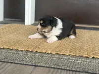 Duke, a male Australian Shepherd for sale in Morrowville, KS – Photo 3 of 3