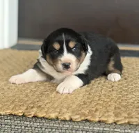 Duke, a male Australian Shepherd for sale in Morrowville, KS – Photo 1 of 3