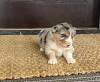 Reba, a female Australian Shepherd for sale in Morrowville, KS – Photo 4 of 4