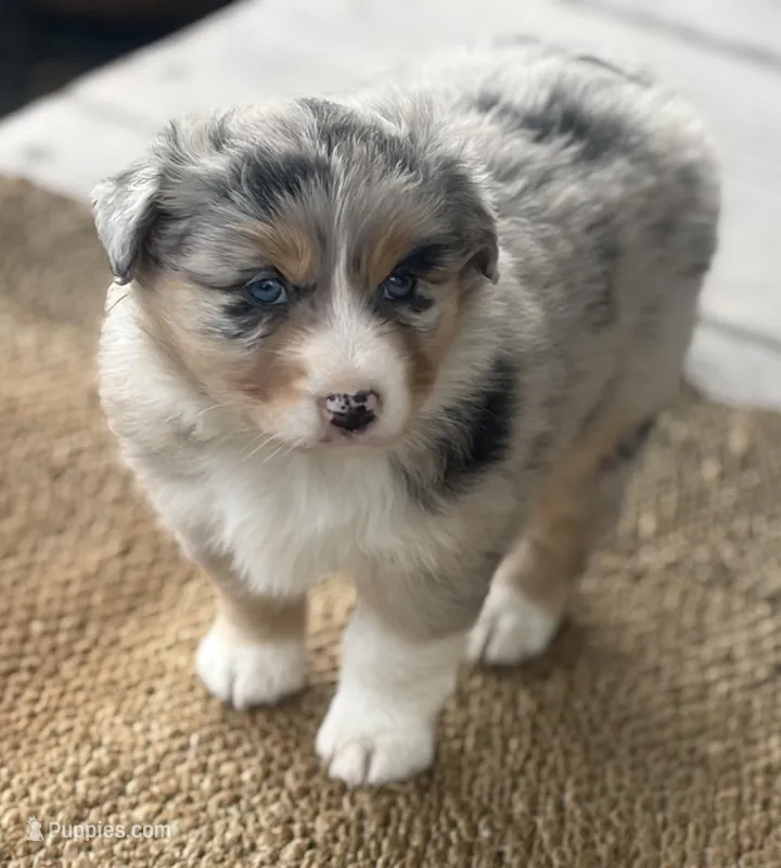 Reba – Australian Shepherd puppy for sale in Morrowville, KS