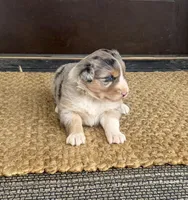 Reba, a female Australian Shepherd for sale in Morrowville, KS – Photo 1 of 4