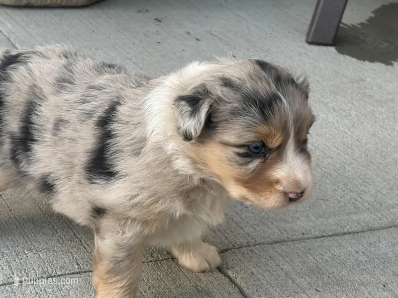 Reba – Australian Shepherd puppy for sale in Morrowville, KS