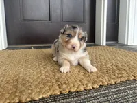 Reba, a female Australian Shepherd for sale in Morrowville, KS – Photo 2 of 4