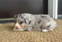 Reba, a female Australian Shepherd for sale in Morrowville, KS – Photo 3 of 4