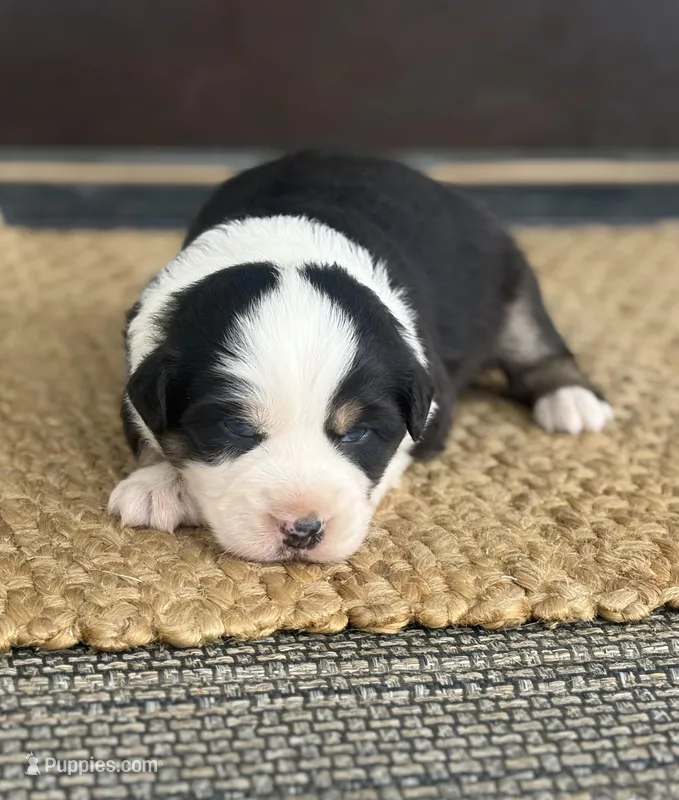 Boone – Australian Shepherd puppy for sale in Morrowville, KS