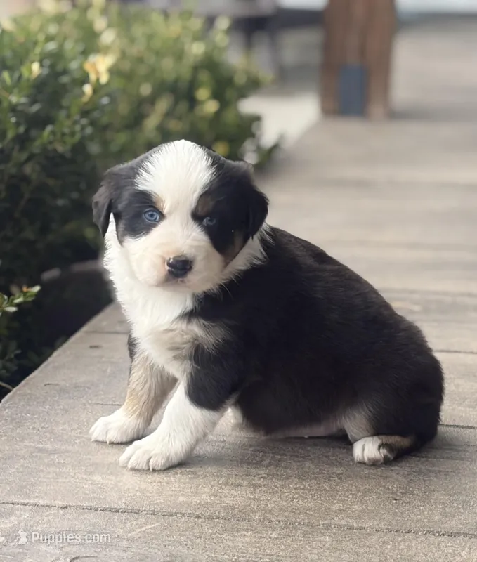 Boone – Australian Shepherd puppy for sale in Morrowville, KS