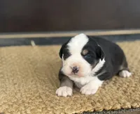 Boone, a male Australian Shepherd for sale in Morrowville, KS – Photo 2 of 2