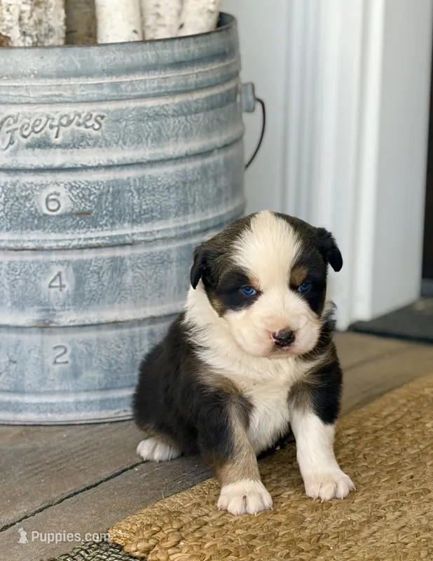 Boone – Australian Shepherd puppy for sale in Morrowville, KS