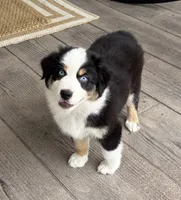 Boone, a male Australian Shepherd for sale in Morrowville, KS – 6 of 8