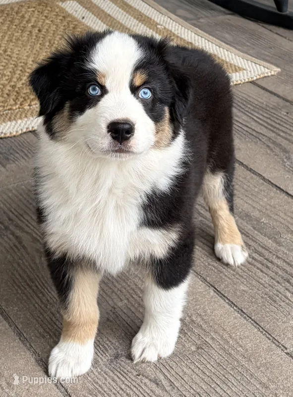 Boone – Australian Shepherd puppy for sale in Morrowville, KS