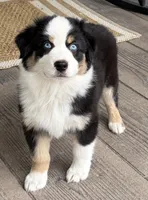 Boone, a male Australian Shepherd for sale in Morrowville, KS – 1 of 8