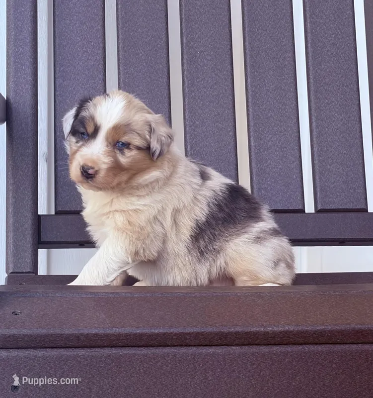 Willow – Australian Shepherd puppy for sale in Morrowville, KS