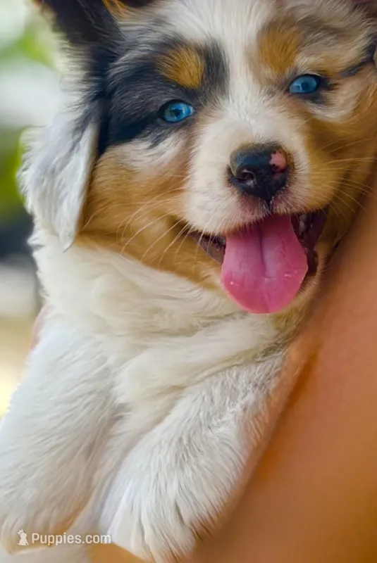 Willow – Australian Shepherd puppy for sale in Morrowville, KS