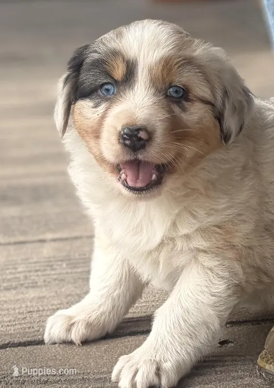 Willow – Australian Shepherd puppy for sale in Morrowville, KS