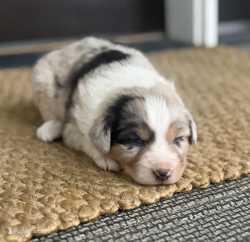 Willow – Australian Shepherd puppy for sale in Morrowville, KS