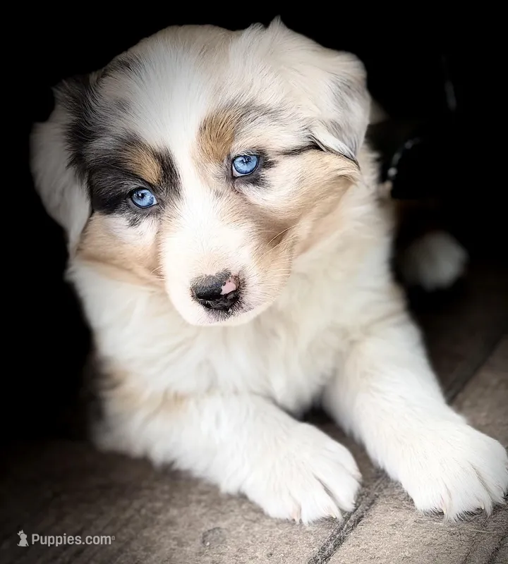 Willow – Australian Shepherd puppy for sale in Morrowville, KS