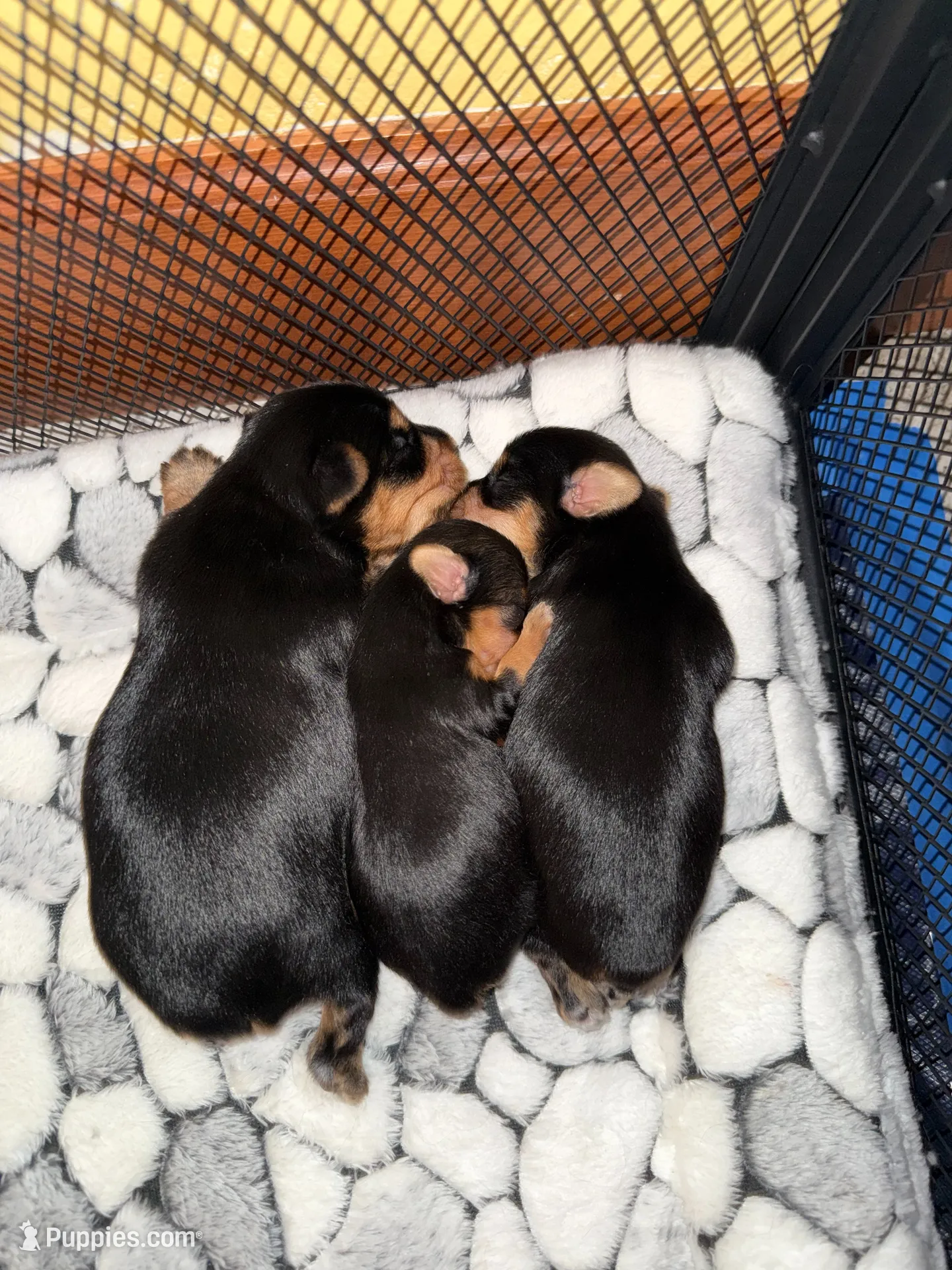 Bugsy , a male Yorkshire Terrier for sale in Medford, OR – 4 of 10