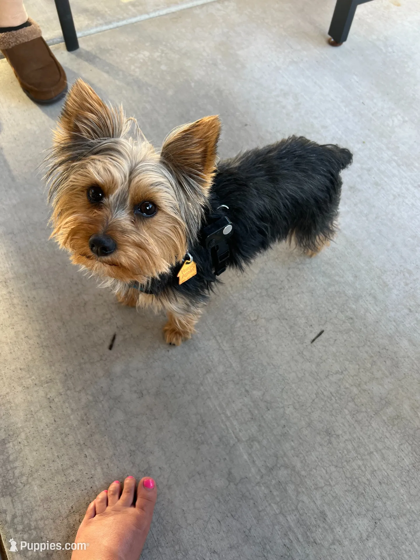 Bugsy , a male Yorkshire Terrier for sale in Medford, OR – 8 of 10