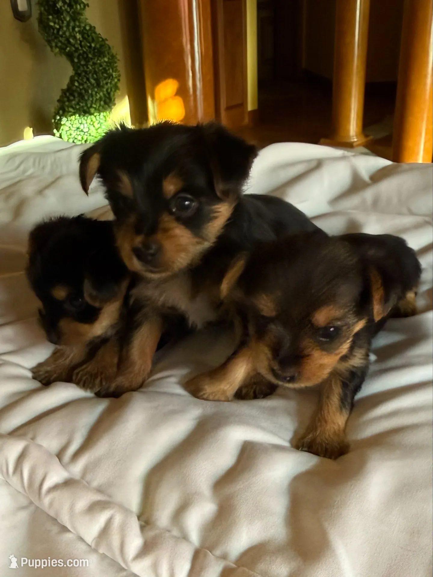 Bugsy , a male Yorkshire Terrier for sale in Medford, OR – 5 of 10