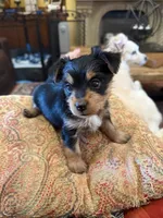 Bugsy , a male Yorkshire Terrier for sale in Medford, OR – 10 of 10