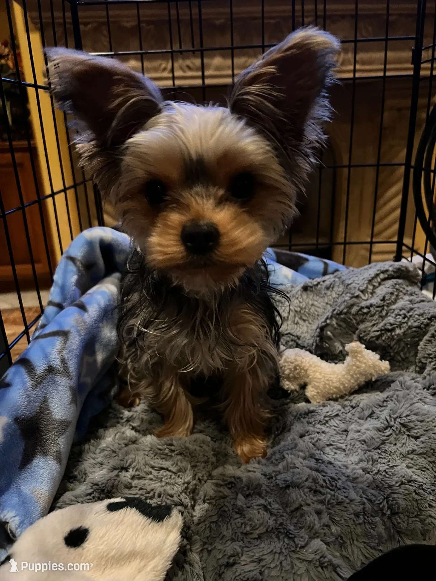Bugsy , a male Yorkshire Terrier for sale in Medford, OR – 7 of 10