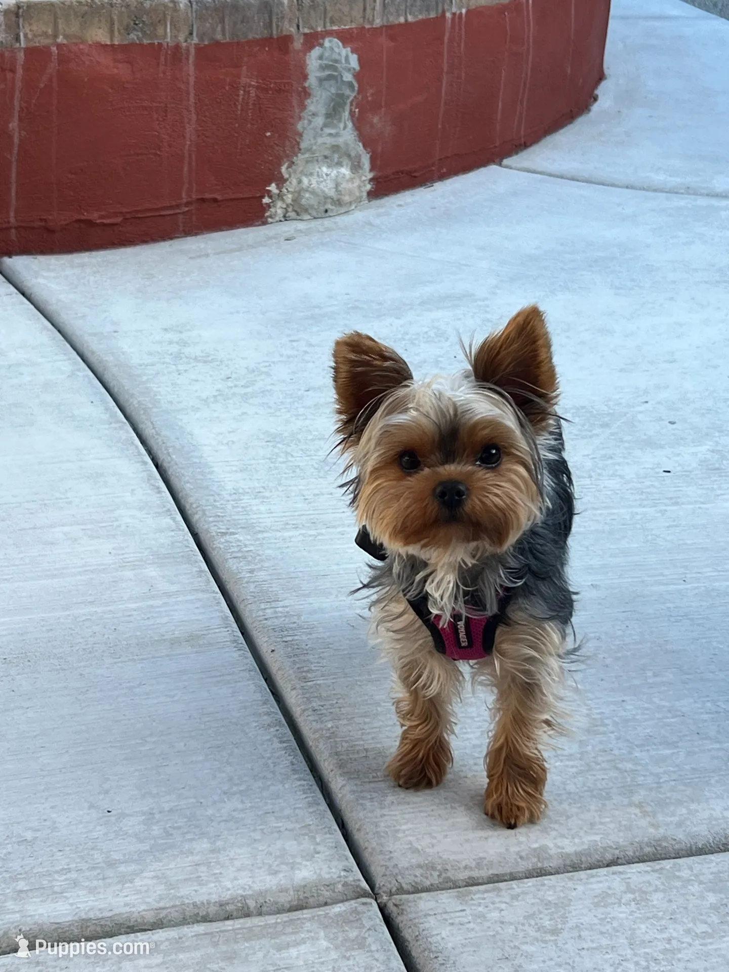 Bugsy , a male Yorkshire Terrier for sale in Medford, OR – 6 of 10
