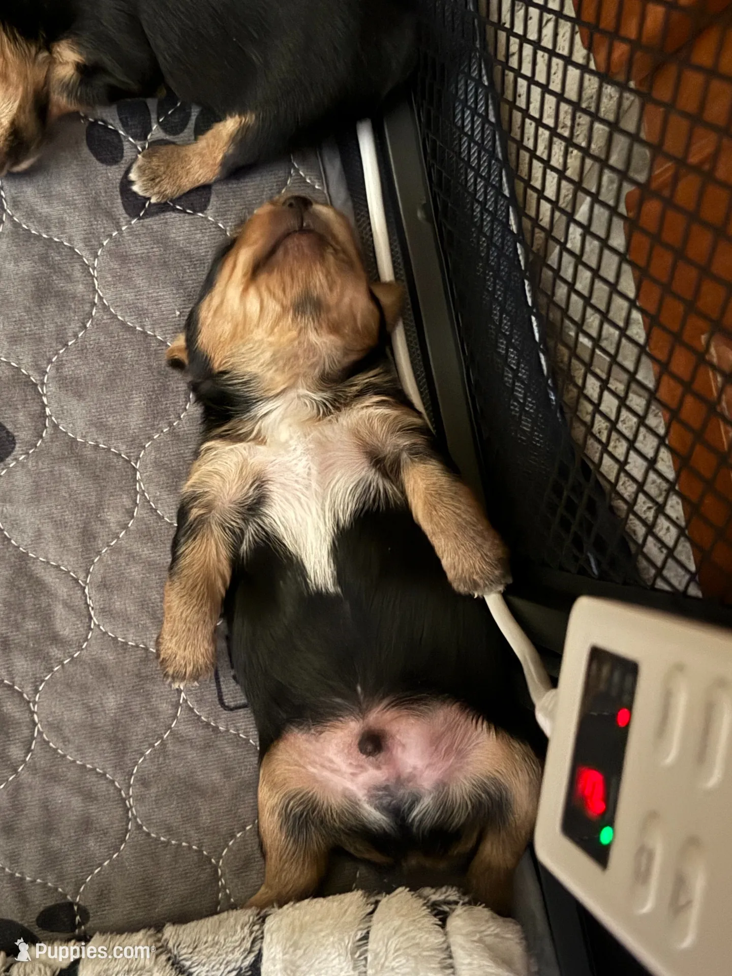 Bugsy , a male Yorkshire Terrier for sale in Medford, OR – 3 of 10