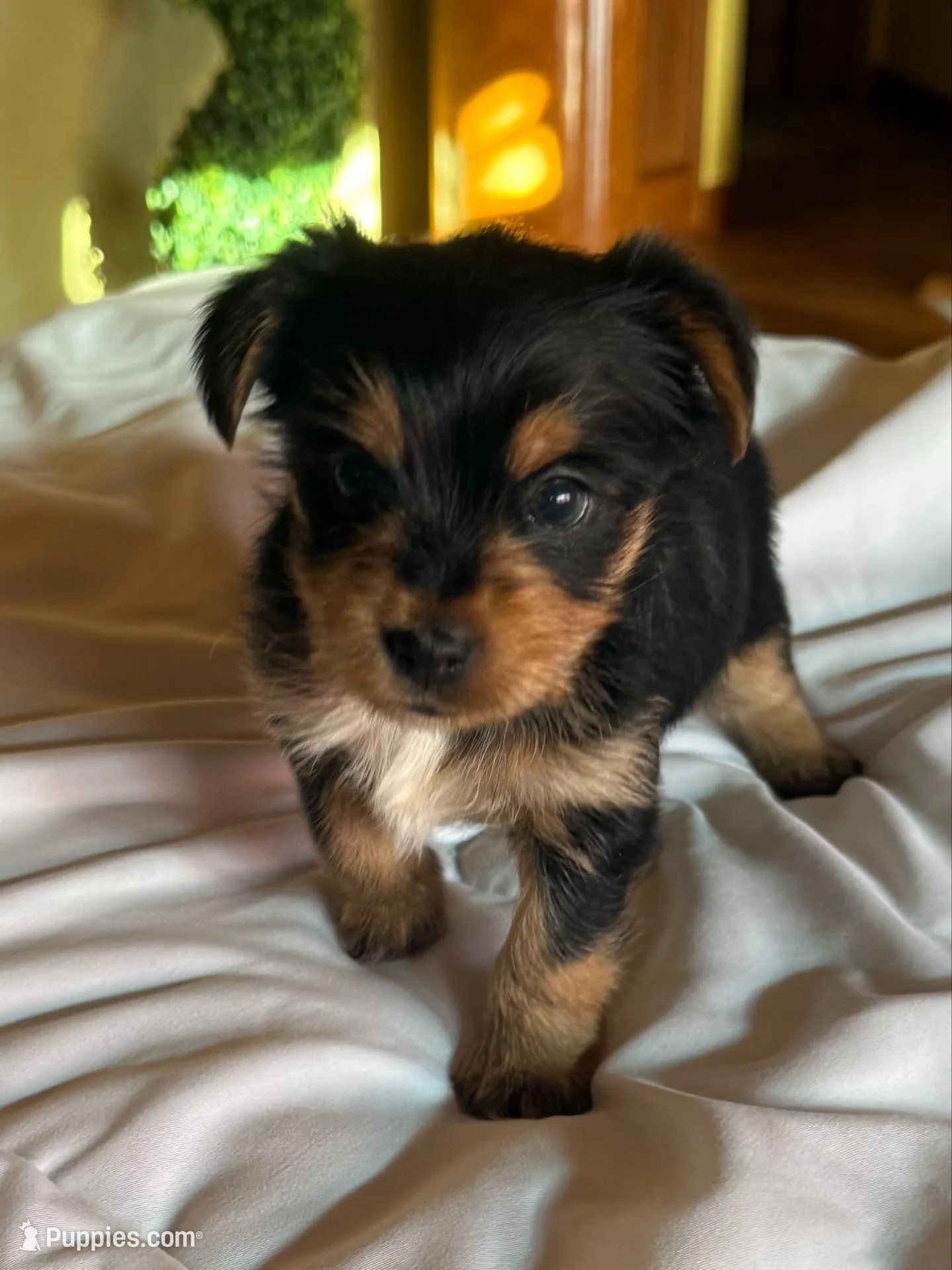 Bugsy , a male Yorkshire Terrier for sale in Medford, OR – 1 of 10