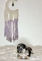 Nova, a female French Bulldog for sale in Portland, ME – Photo 5 of 5