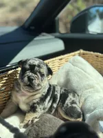 Nova, a female French Bulldog for sale in Portland, ME – Photo 4 of 5