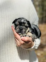 Nova, a female French Bulldog for sale in Portland, ME – Photo 2 of 5
