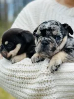 Nova, a female French Bulldog for sale in Portland, ME – Photo 3 of 5