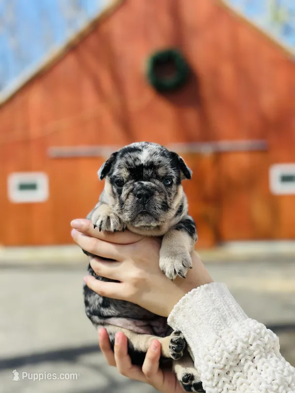 Nova – French Bulldog puppy for sale in Portland, ME