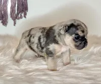 Haze, a male French Bulldog for sale in Portland, ME – Photo 2 of 4