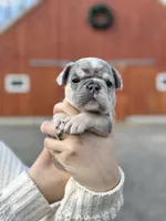 Haze, a male French Bulldog for sale in Portland, ME – Photo 3 of 4