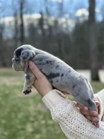 Haze, a male French Bulldog for sale in Portland, ME – Photo 4 of 4