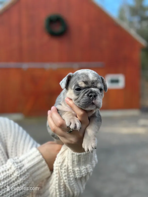 Haze – French Bulldog puppy for sale in Portland, ME