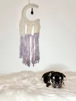 Phantom, a male French Bulldog for sale in Portland, ME – Photo 2 of 2