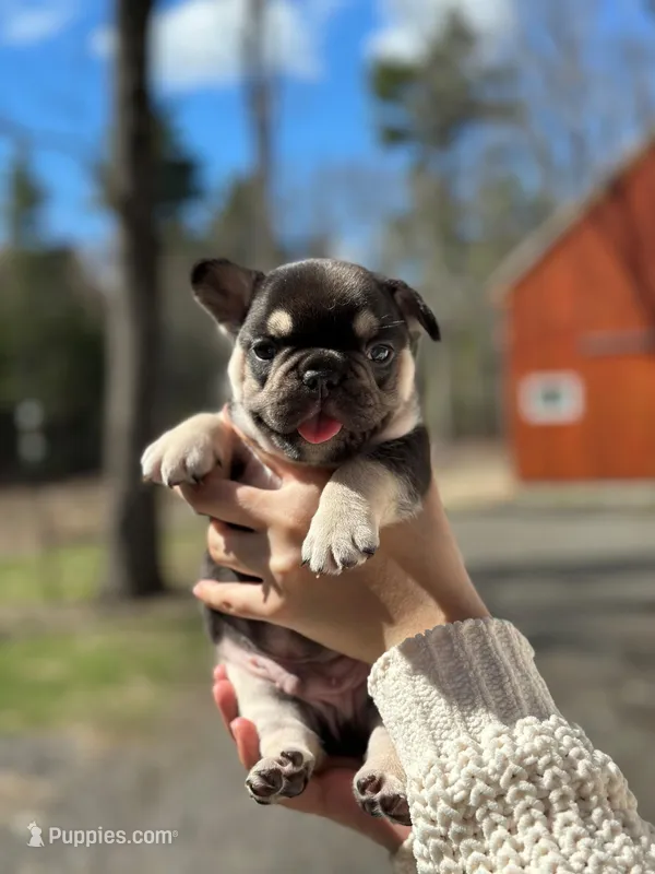 Phantom – French Bulldog puppy for sale in Portland, ME